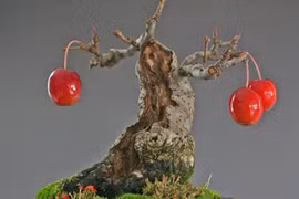 Mãn nhãn ngắm loạt cây ăn quả bonsai đẹp mắt