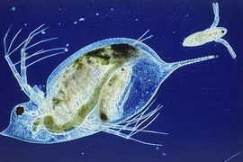 Bí ẩn hiện tượng “không chồng mà chửa” của động vật