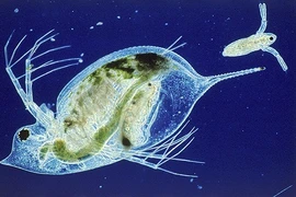 Bí ẩn hiện tượng “không chồng mà chửa” của động vật