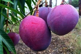 Khám phá xoài tím độc lạ khiến khách “tròn mắt“