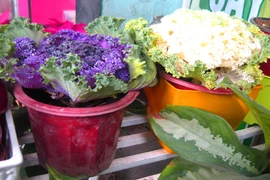 Rau củ tí hon giá bèo lên chậu cảnh chơi Tết 2015