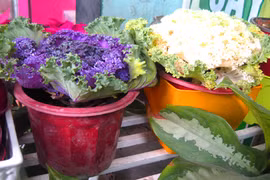 Rau củ tí hon giá bèo lên chậu cảnh chơi Tết 2015