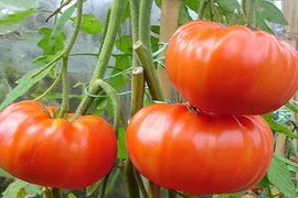 Bà nội trợ “cuồng” mua cà chua khổng lồ nửa kg/quả