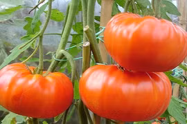 Bà nội trợ “cuồng” mua cà chua khổng lồ nửa kg/quả