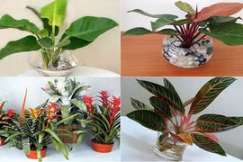 Chọn mua chậu cây cảnh giá mềm hợp phong thủy ngày Tết