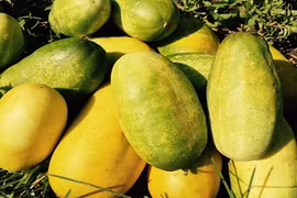 Trái “cứu người”, quả đặc sản Việt đang sốt xình xịch