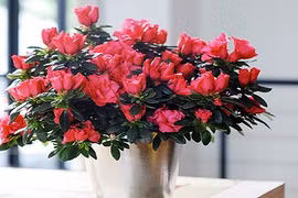 10 loại hoa phong thủy cực “chuẩn” nên chọn dịp Tết