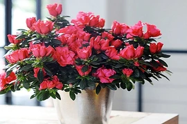 10 loại hoa phong thủy cực “chuẩn” nên chọn dịp Tết