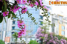 Hoa bằng lăng nở bừng sáng những con đường tháng 5 Hà Nội