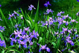 Điểm loạt hoa chơi Tết nhập ngoại “không đụng hàng“