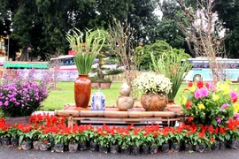 Ngắm vườn hoa xuân rực rỡ chào Tết tại Hà Nội 