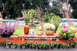 Ngắm vườn hoa xuân rực rỡ chào Tết tại Hà Nội 