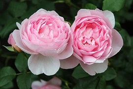 Dân Hà Nội chi tiền triệu mua gốc hồng ngoại sang chảnh 