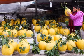 Cận cảnh bưởi vàng khổng lồ chưng Tết hút khách Hà Nội