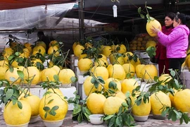 Cận cảnh bưởi vàng khổng lồ chưng Tết hút khách Hà Nội