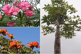 Loạt cây cảnh đô thị dính scandal khó đỡ ở Việt Nam 