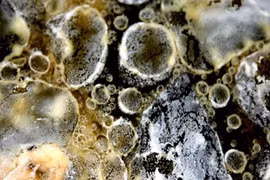  Nấm mốc trên tường ngày nồm... làm gì để tiêu diệt?