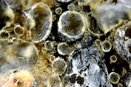  Nấm mốc trên tường ngày nồm... làm gì để tiêu diệt?