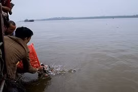 Hà Nội xác minh việc phóng sinh cá có hại xuống sông Hồng