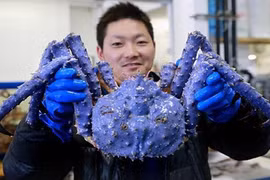 Sửng sốt xem cua biển khổng lồ mắc lưới ngư dân