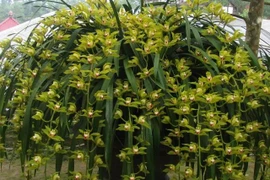 Bí mật ít biết về loại lan chơi Tết giá trăm triệu 