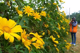 Khám phá giá tour săn hoa dã quỳ cực hot