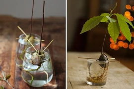 Trồng cây cảnh trong nhà từ hạt bỏ đi cực dễ