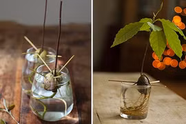 Trồng cây cảnh trong nhà từ hạt bỏ đi cực dễ