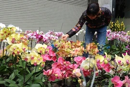 Ảnh: Sắc hoa rực rỡ tại phố hoa nổi tiếng nhất Hà Thành