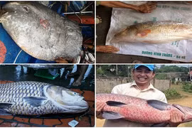 Liên tiếp cá hiếm đắt đỏ mắc lưới ngư dân Việt
