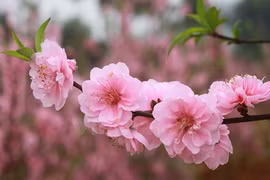 Gợi ý 4 loại đào đẹp chuẩn chơi Tết