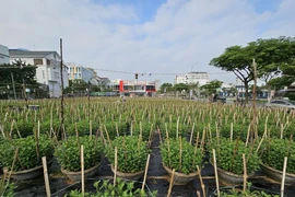 Làng hoa rộn ràng vào Tết