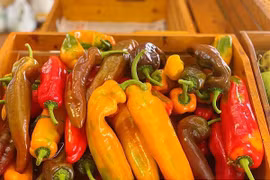 “Sốt” ớt, cà chua socola giá bèo