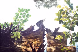 Thanh bình chút nắng cuối thu Hà Nội! 