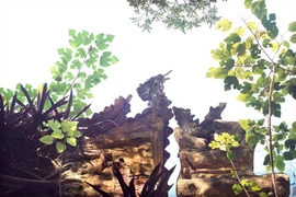 Thanh bình chút nắng cuối thu Hà Nội! 