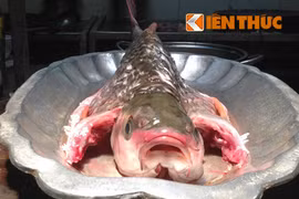 Tận mắt xem “cá thần” lên bàn nhậu Hà Nội