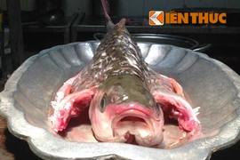 Tận mắt xem “cá thần” lên bàn nhậu Hà Nội