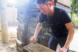 Chàng trai 8X Tuyên Quang thành tỷ phú nhờ nuôi ong