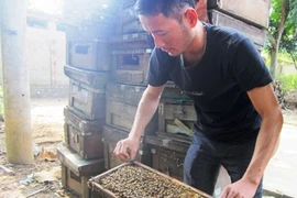 Chàng trai 8X Tuyên Quang thành tỷ phú nhờ nuôi ong