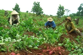 Rà soát hoạt động bất thường của thương lái TQ tại VN