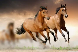 Đầu tháng 9 dương: 3 tuổi hưởng lộc Trời ban, tiền kéo đến ùn ùn