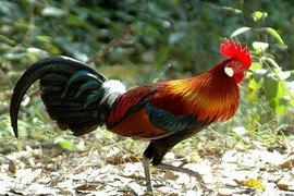 Loại gà tiến vua giá siêu đắt đỏ, đại gia Việt thi nhau lùng