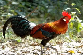 Loại gà tiến vua giá siêu đắt đỏ, đại gia Việt thi nhau lùng