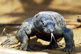 Top kỳ đà to lớn, “sát thủ” săn mồi đáng sợ nhất hành tinh