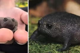 Loài ếch kỳ lạ nhất hành tinh với gương mặt cau có, ngộ nghĩnh