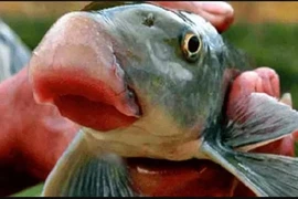 4 loại “quý ngư” bậc nhất sông Hồng, có tên trong sách Đỏ Việt Nam