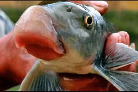 4 loại “quý ngư” bậc nhất sông Hồng, có tên trong sách Đỏ Việt Nam