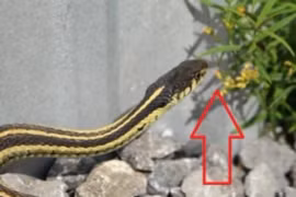 Hai loại cây trồng trong nhà rắn sẽ 'chạy mất vía'