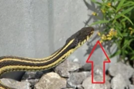 Hai loại cây trồng trong nhà rắn sẽ 'chạy mất vía'