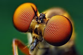 Vì sao muỗi luôn tìm thấy bạn, dù trốn đến đâu chăng nữa?